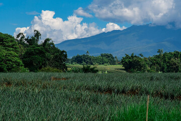 Fototapeta premium Pineapple fields in Bukidnon, Philippines.