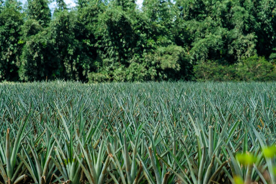 Pineapple fields in Bukidnon, Philippines.