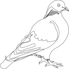 The silhouette of a pigeon