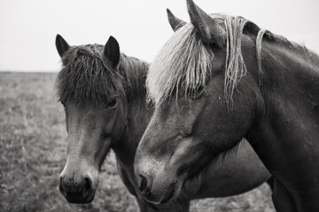 portrait of a horse © Sieku Photo