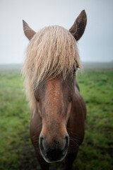 Koń  © Sieku Photo