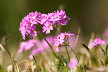 Obraz premium Mehl-Primel, Primula farinosa