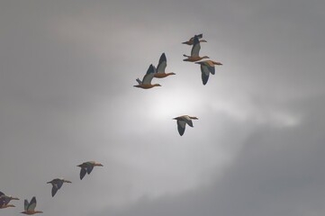 geese in flight