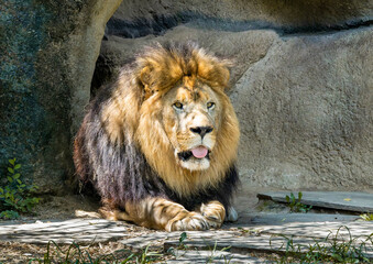 Obraz premium African Lion resting on a hot day at the zoo. Only found in Sub-saharan Africa the largest on the Duba Plains in Botswana. Weighing up to 550 pounds and growing as long as 3 meters with a 3 ft tail.