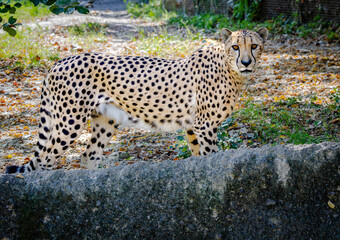 Obraz premium The African Cheetah at the zoo. The fastest land mammal running up to 80mph and using its tail as a rudder for stability and agility. Populations are decreasing in the wild and considered vulnerable.
