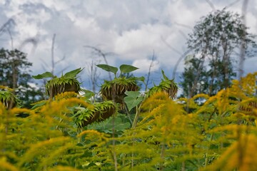 Obraz premium Sunflowers in the field in summer 