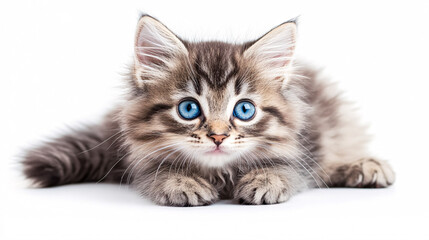 A playful long-haired gray tabby kitten with beautiful blue eyes, showcasing a lifestyle concept for pets against a white background.