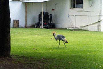 A grey crowned crane walks gracefully on a lush green lawn near a rustic building, showcasing its vibrant plumage and elegant demeanor in a peaceful outdoor setting.
