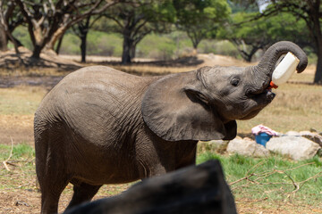 A baby elephant joyfully drinks milk from a bottle in a sunny savanna setting. Its trunk curls around the bottle, surrounded by trees, dry grass, and an open wildlife sanctuary environment