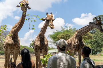 A group of giraffes feeding on branches while interacting with visitors in an outdoor wildlife...