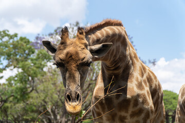 A close-up of a giraffe feeding on a twig, captured in bright sunlight. The backdrop features vibrant greenery and jacaranda trees with purple blooms under a blue sky dotted with white clouds