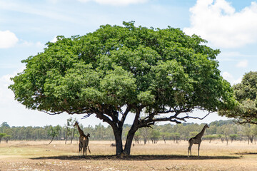 A group of giraffes resting under the shade of a sprawling green tree in an open savanna, with a bright blue sky and scattered clouds in the background.