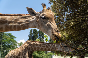 Close-up of a giraffe munching on fresh green leaves with another giraffe in the background, surrounded by lush trees under a sunny blue sky