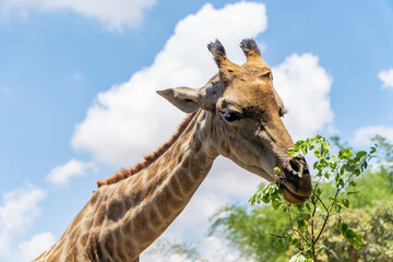 A giraffe eating fresh green leaves from a branch on a sunny day, with a vivid blue sky and fluffy white clouds in the background, surrounded by natural greenery.