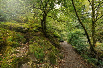 Obraz premium Picturesque hiking trail and lush foliage in Eryri National Park ( Snowdonia ), Wales