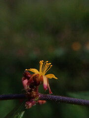 a beautiful yellow flower blooming in the morning.