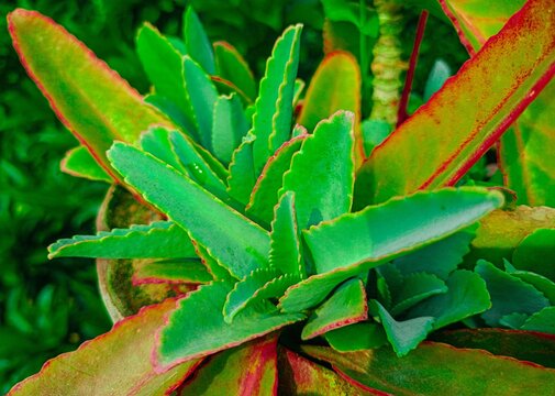 Beautiful patharkuchi leaves in the garden.