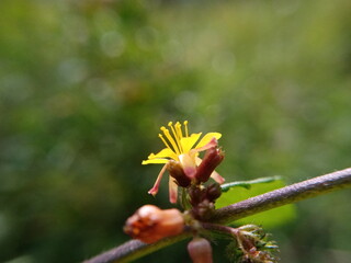 a beautiful yellow flower blooming in the morning.
