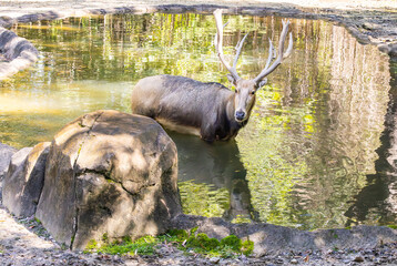 Pere Davids Deer in a pond in a zoo habitat. Extinct in the wilds in the river valleys of China. Hunting and floods devastated herds in China. About 850 remain in regulated reserves in China.