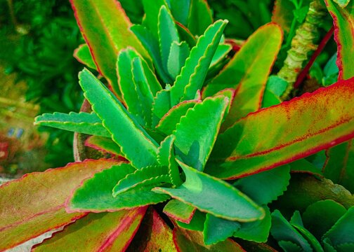 Beautiful patharkuchi leaves in the garden.