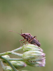 A small animal on flower.
