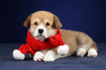 Little funny Welsh Corgi Pembroke puppy in a red scarf