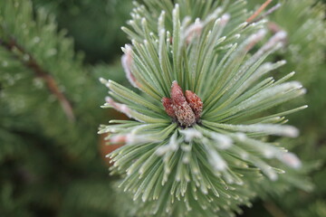 close up of pine needles