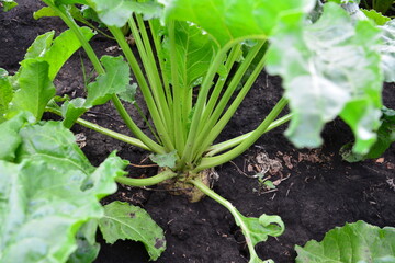 a sugar beet plant with a green stem is growing in the soil   