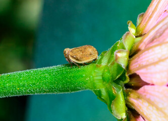 Obraz premium Agalmatium flavescens - close-up of a small plant sap-sucking leafhopper insect on a flower stem, Ukraine
