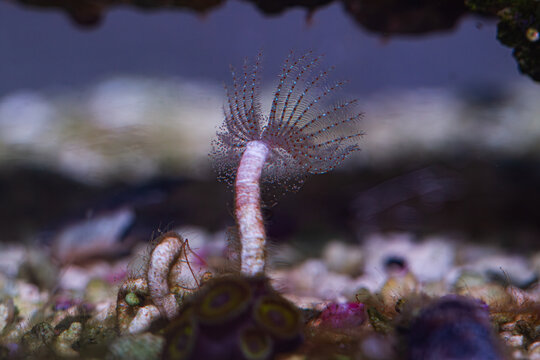 Polychaeta worm in reef tank or aquarium macro
