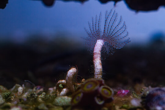 Polychaeta worm in reef tank or aquarium macro