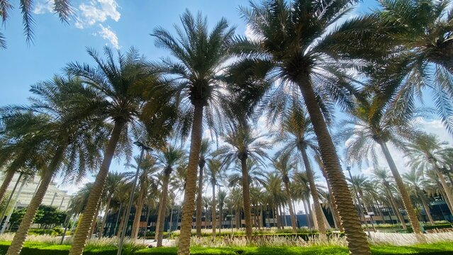 Palm garden and spring flower in the park pathway with palm tree growing and blue sky