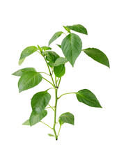 branch of plant with green leaves, cut out, isolated on white background