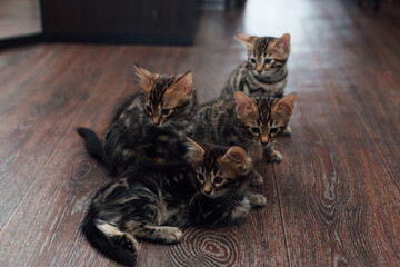 Four young cute bengal kittens laying on the floor indoors.