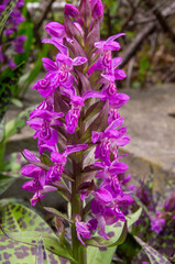 Obraz premium purple flowers in the garden