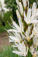 close up of white flower