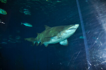 Fototapeta premium Marine aquarium in the oceanarium