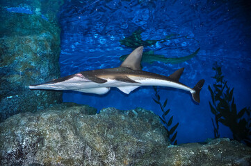 Obraz premium Marine aquarium in the oceanarium