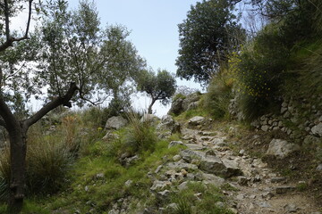 A path in the mountains of Italy on an eco-trail on the coast of Sanremo. Shade under the canopy of plants.