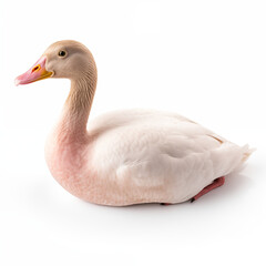 Fototapeta premium Pale Pink Goose White Background Studio Shot