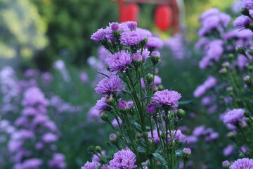 Obraz premium A vibrant close-up of purple flowers blooming in a garden. The bright petals and lush green background create a refreshing and lively atmosphere, ideal for concepts of nature, beauty, and springtime