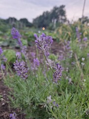 Fototapeta premium Close up of lavender growing in a garden at dusk 