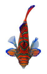 Top View of Colorful Mandarinfish on White Background. png file.