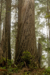 Obraz premium Twisting Texture Of Redwood Bark In Fog