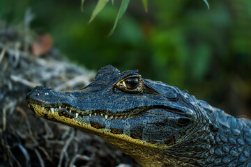 YACARE, COCODROLO , LAGARTO