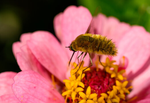 Bombylius minor - a fly collects nectar on a rose flower, Ukraine