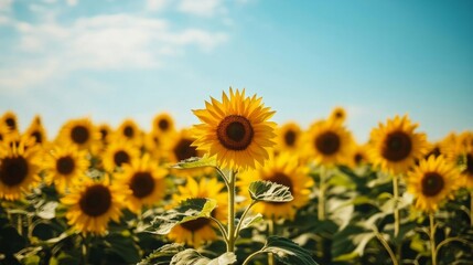 Fototapeta premium A vibrant sunflower field stretching to the horizon, with bright yellow blooms under a clear blue sky