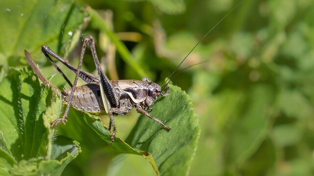 Alpine dark bush-cricket - Pholidoptera aptera