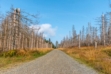Wald im Harz