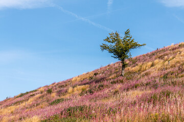Landschaft im Harz